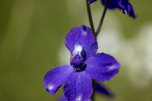 iNaturalist observation photo of larkspurs