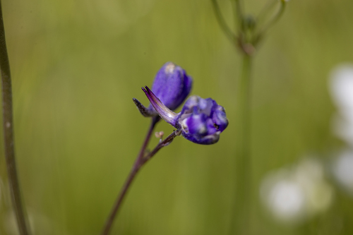 iNaturalist observation photo of larkspurs