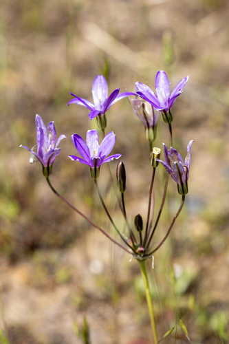 iNaturalist observation photo of Appendage Brodiaea