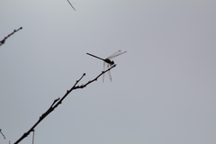 Dythemis velox