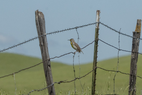 iNaturalist observation photo of Western Meadowlark