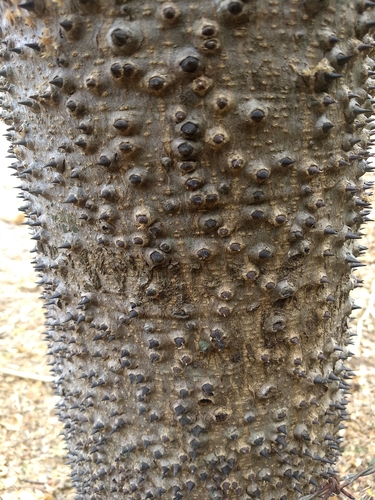 Image of Hura polyandra by (c) Juan Cruzado Cortés, some rights reserved (CC BY-SA)
