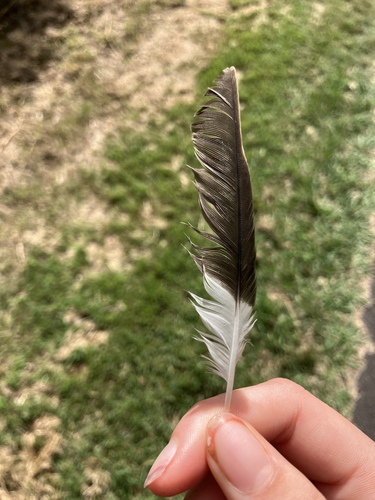 Plume de Martin triste