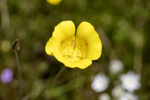 iNaturalist observation photo of Yellow Mariposa Lily
