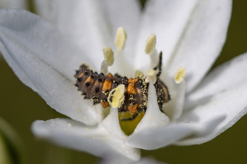 iNaturalist observation photo of Black-spotted Lady Beetles