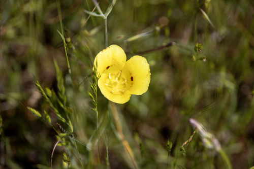 iNaturalist observation photo of Yellow Mariposa Lily