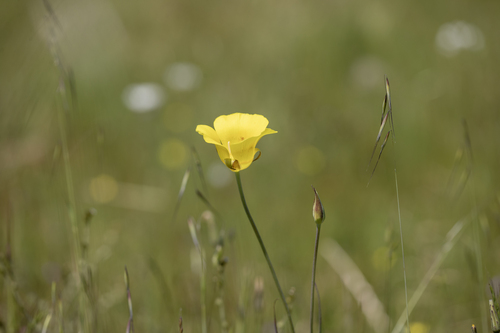 iNaturalist observation photo of Yellow Mariposa Lily