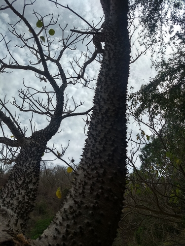 Image of Hura polyandra by (c) Juan Cruzado Cortés, some rights reserved (CC BY-SA)