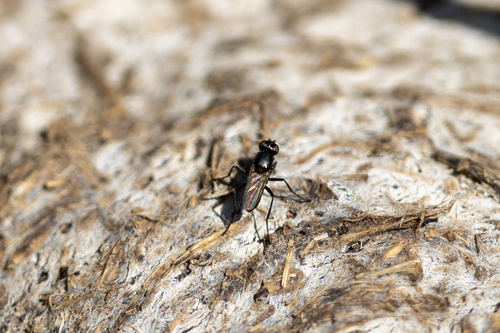 iNaturalist observation photo of Saltella sphondylii