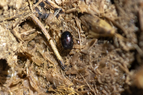 iNaturalist observation photo of Beetles