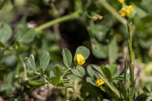 iNaturalist observation photo of bur clover