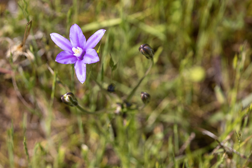 iNaturalist observation photo of Appendage Brodiaea