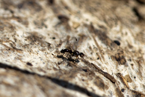 iNaturalist observation photo of Sepsis punctum
