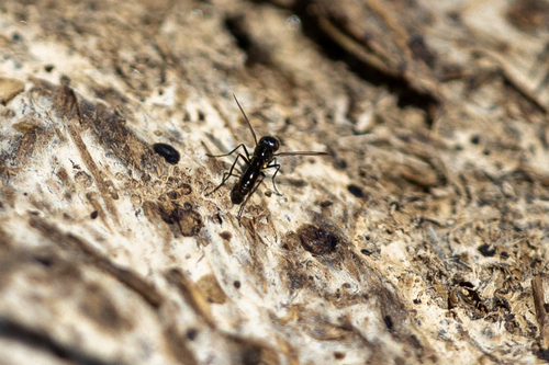 iNaturalist observation photo of Sepsis punctum