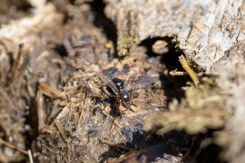 iNaturalist observation photo of Sepsis