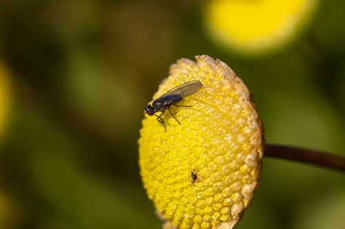 iNaturalist observation photo of Hydrellia