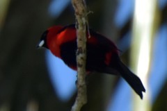 Ramphocelus nigrogularis