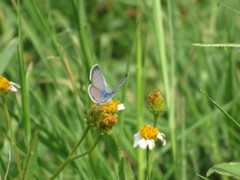 Papilionoidea
