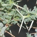 Acacia oerfota