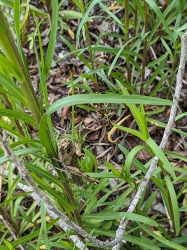 iNaturalist observation photo of Gray Bird Grasshopper