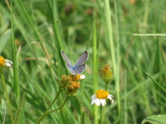 Papilionoidea
