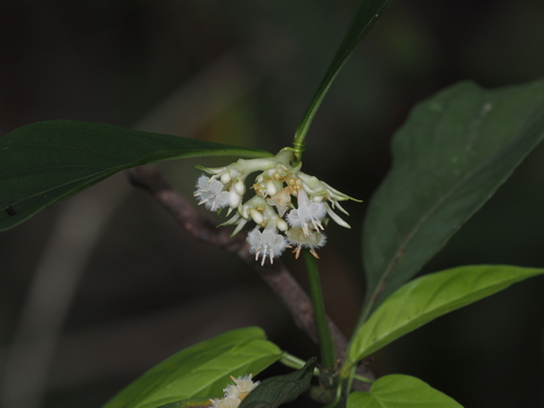 Image of Palicourea hoffmannseggiana by (c) Rosario, some rights reserved (CC BY)