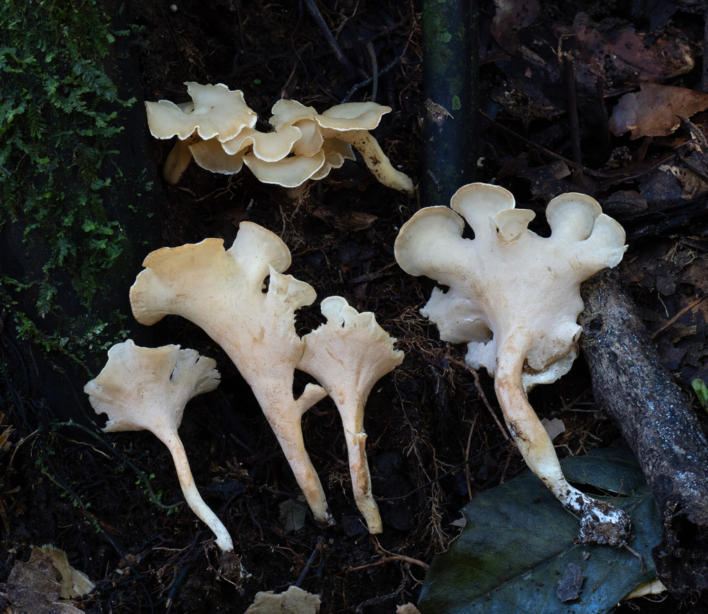 Trechispora thelephora
