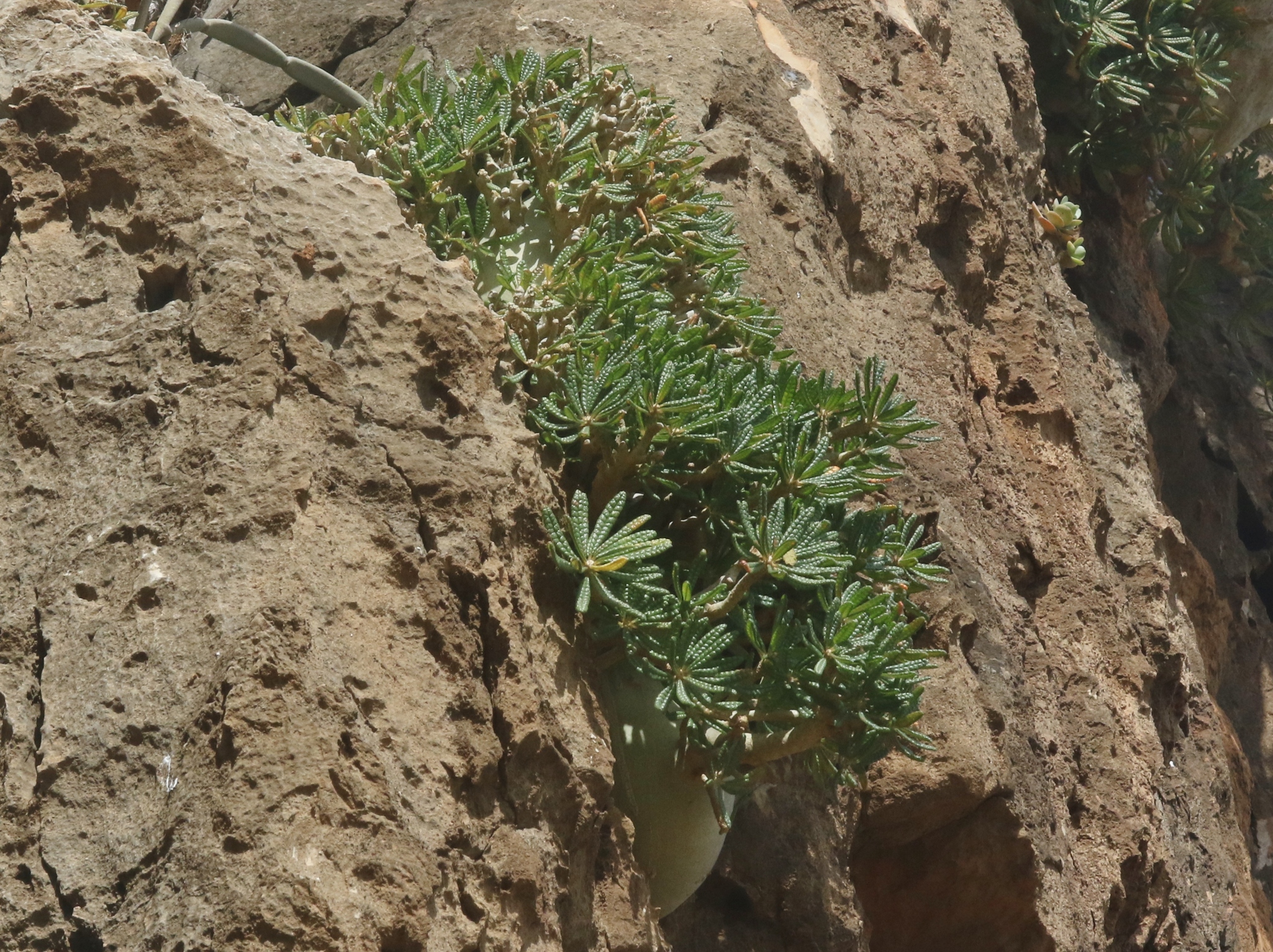 Imagem de Cará-de-pedra