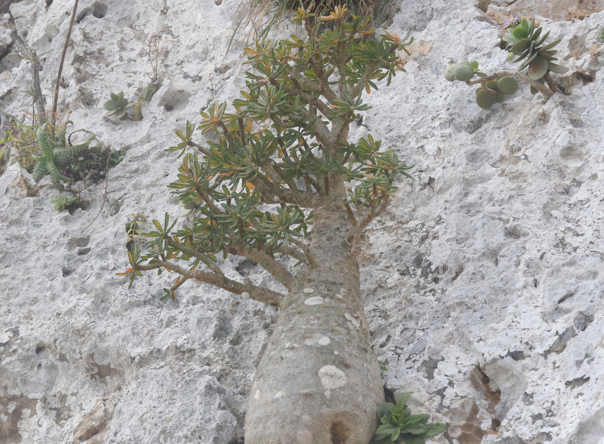 Imagem de Cará-de-pedra