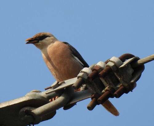 Vinous-breasted Myna