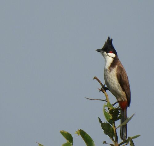 Red-whiskered Bulbul