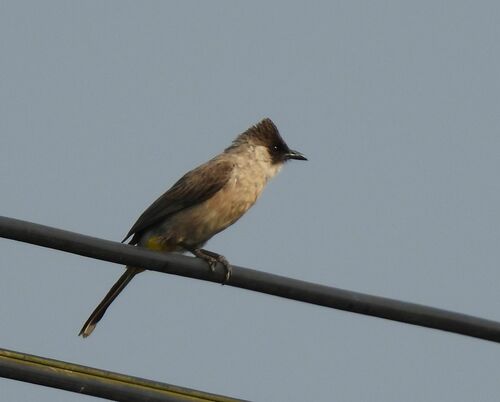Sooty-headed Bulbul