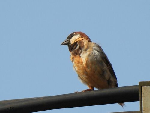 House Sparrow