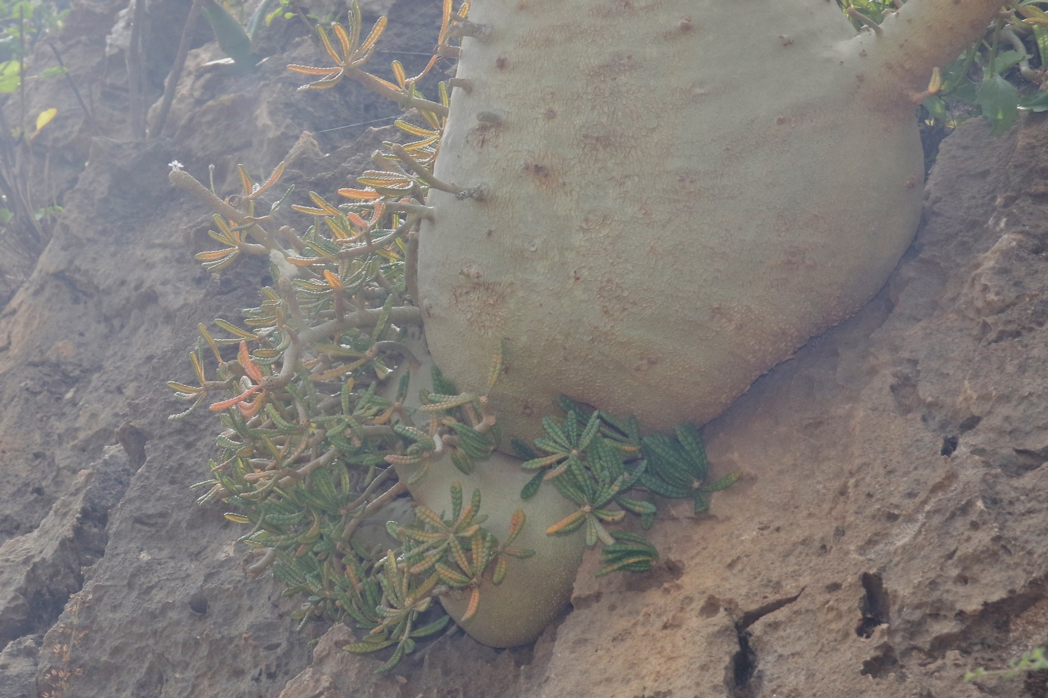 Imagem de Cará-de-pedra