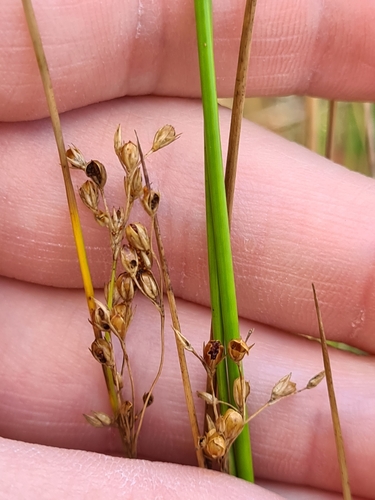 Image of Juncus pauciflorus by (c) Heath Hunter, some rights reserved (CC BY)