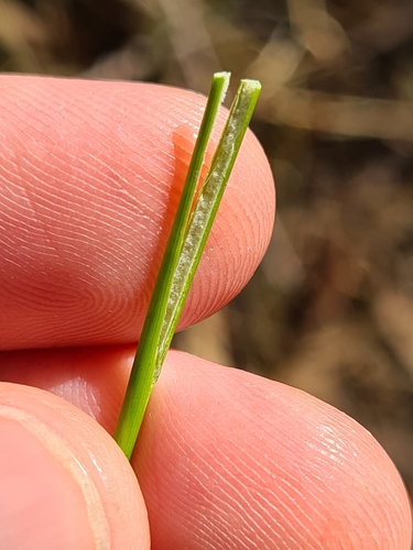 Image of Juncus pauciflorus by (c) Heath Hunter, some rights reserved (CC BY)