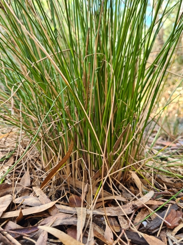 Image of Juncus pauciflorus by (c) Heath Hunter, some rights reserved (CC BY)