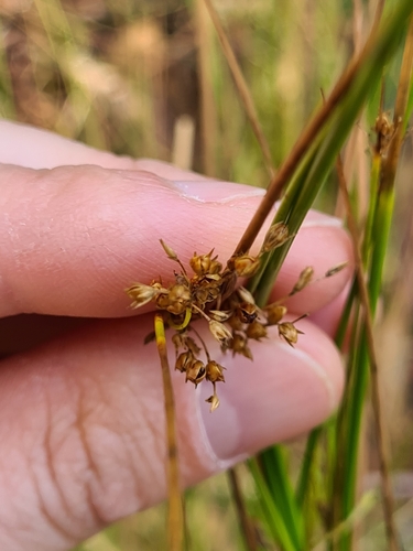 Image of Juncus pauciflorus by (c) Heath Hunter, some rights reserved (CC BY)