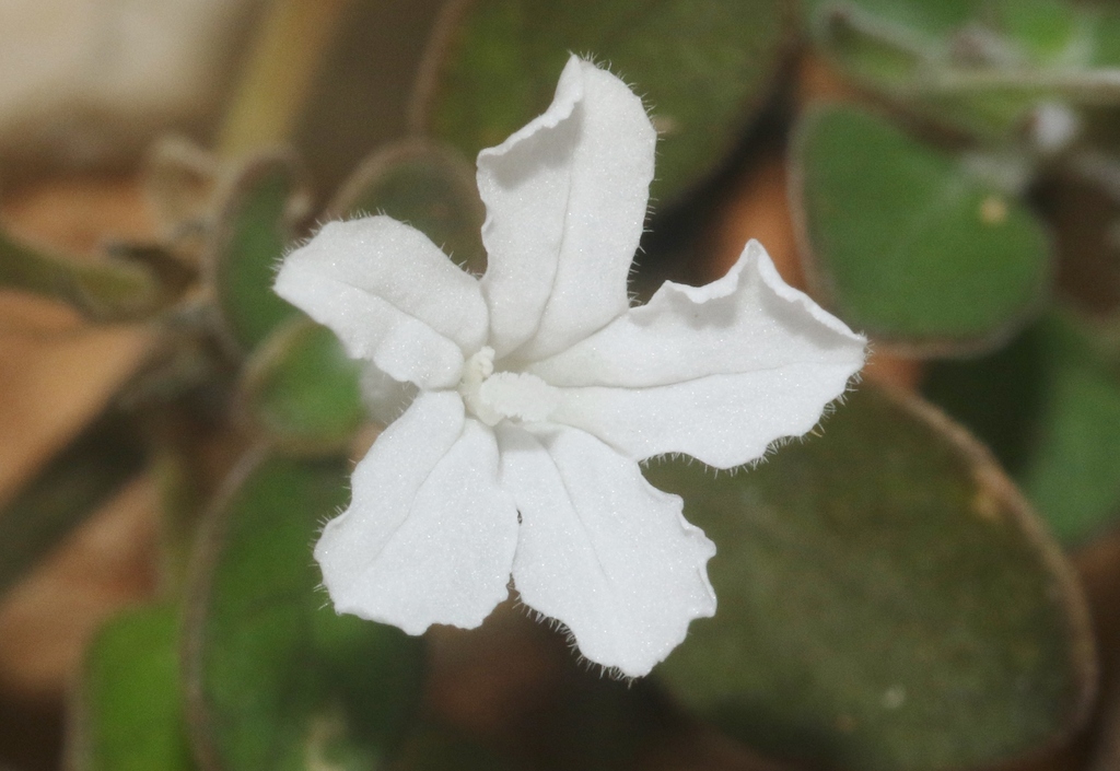 Ruellia dioscoridis
