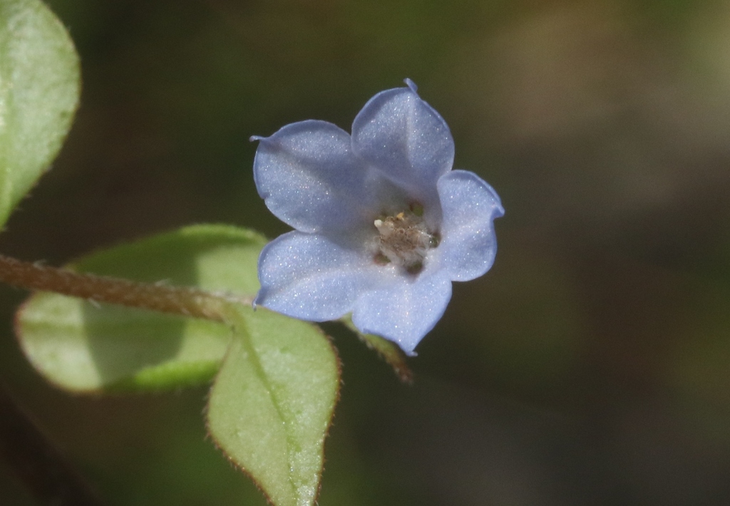 Trichodesma laxiflorum