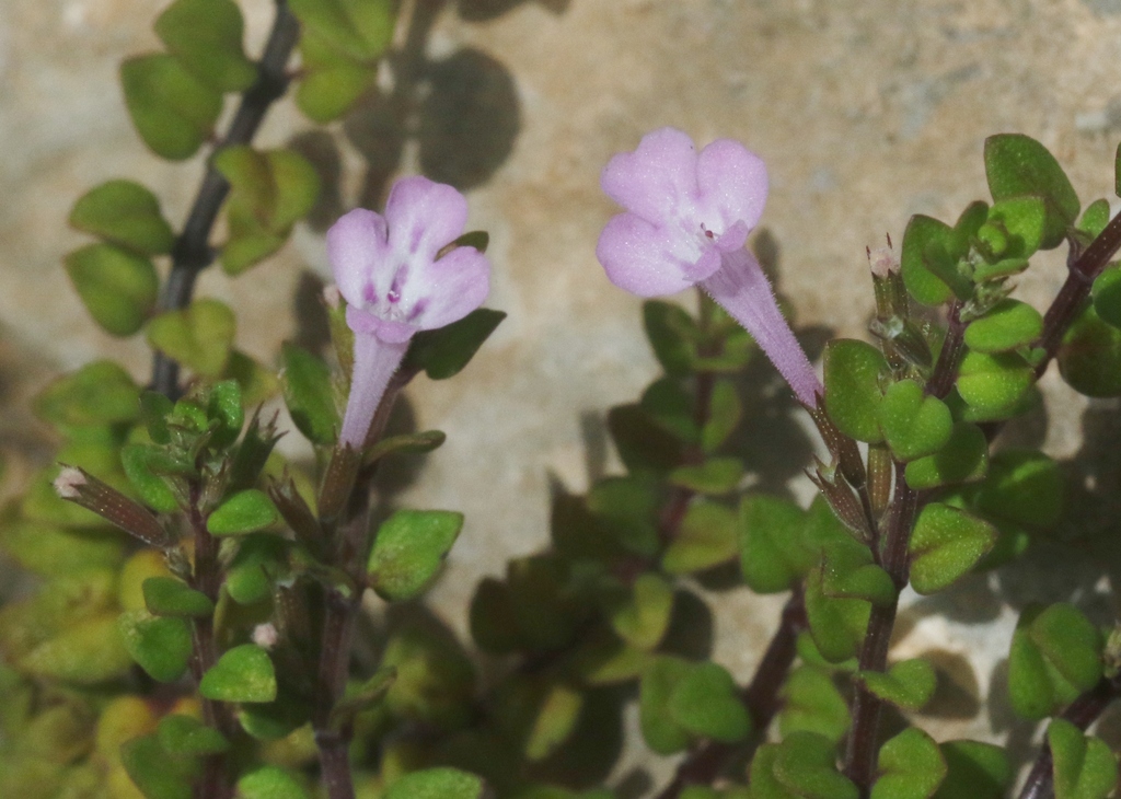 Micromeria remota