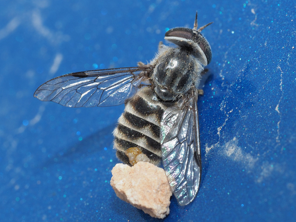 Cydistomyia nana