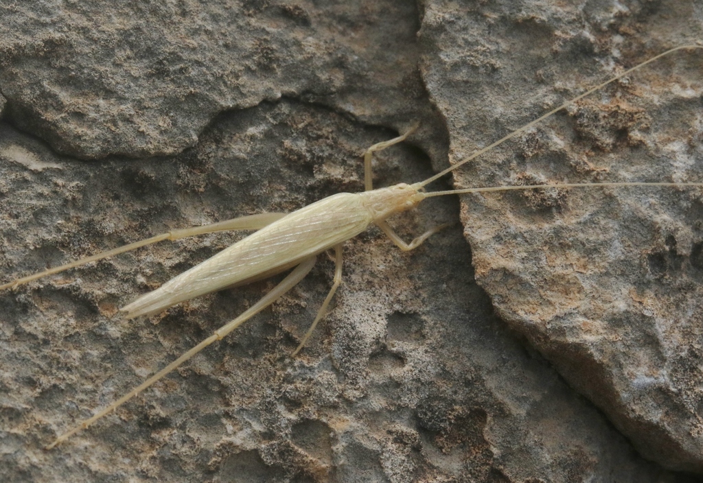 Oecanthus chopardi