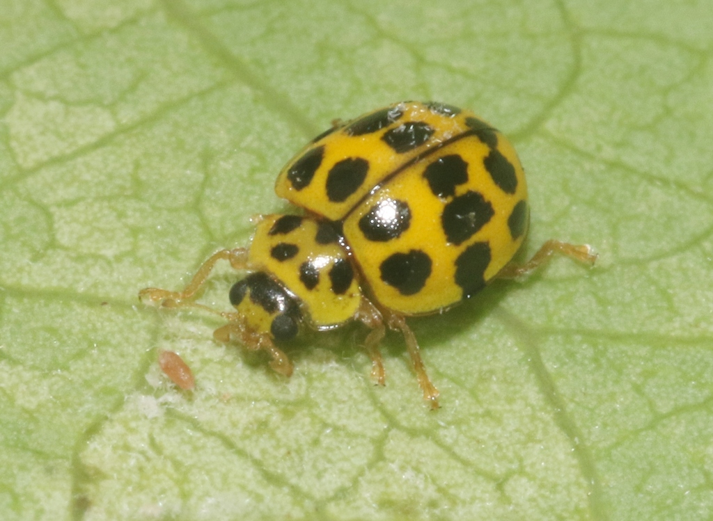 Psyllobora nassata