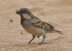 Socotra Sparrow photo 3