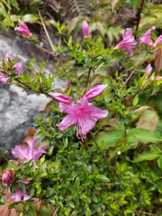 Rhododendron noriakianum, photograph (c) Jason, some rights reserved (CC BY)