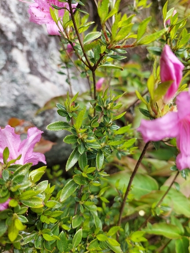 Rhododendron noriakianum, photograph 5