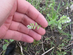 Myosotis macrosperma