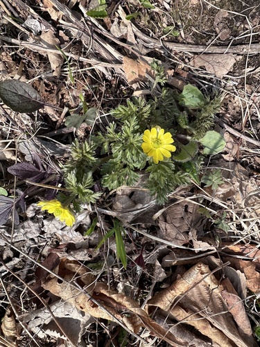 Adonis amurensis, photograph 6