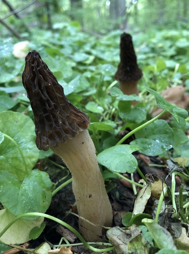 black morel